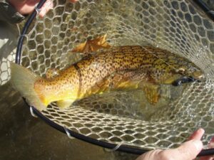 Delayed Harvest trout fishing on the Nantahala
