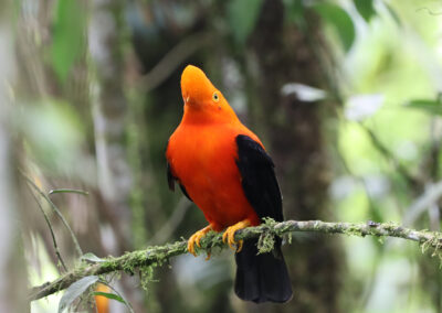 Andean Cock of the Rock bird in Ecuador - Endless River Adventures