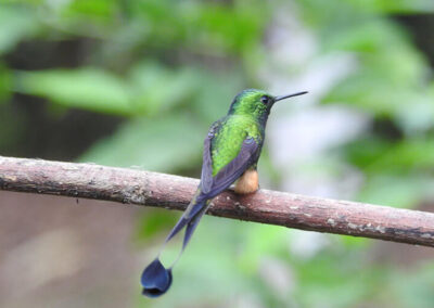 Booted Rackettail Hummingbird - Endless River Adventures