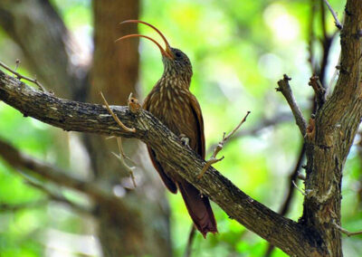 Wild bird in Ecuador - Endless River Adventures