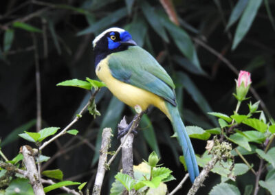 Multicolored bird in Ecuador - Endless River Adventures