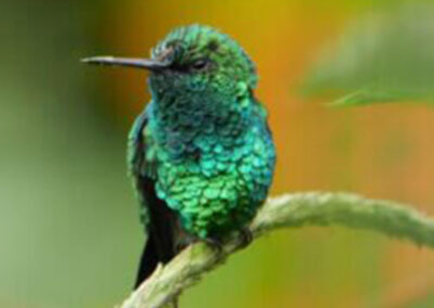 Green Hummingbird - Endless River Adventures