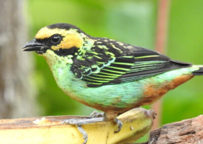 Bird in Ecuador - Endless River Adventures
