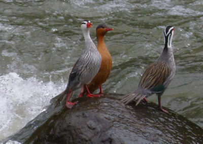 Three ducks in Ecuador - Endless River Adventures
