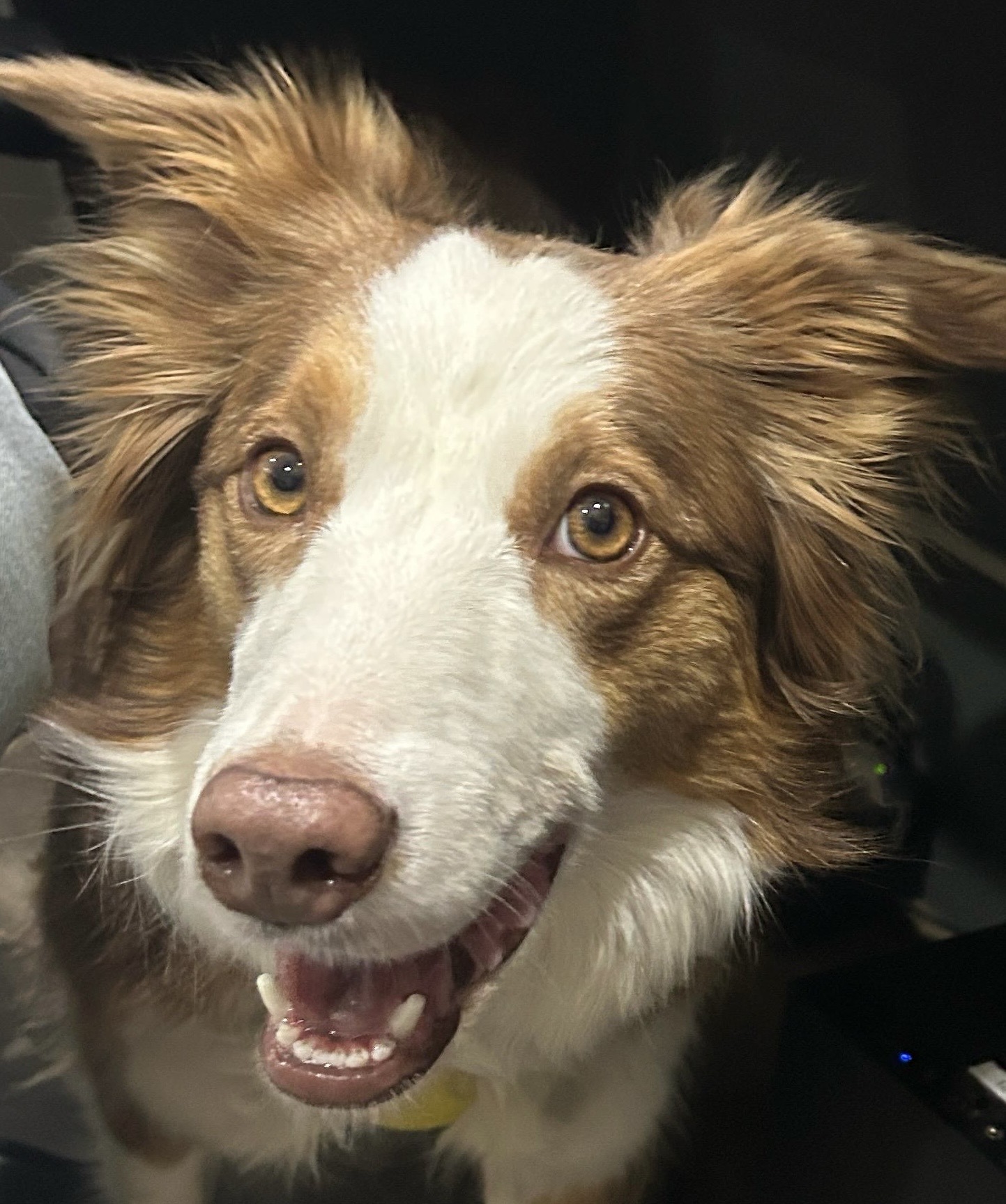 Juniper Shop Dog
